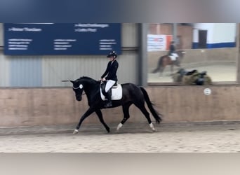 Hannover, Giumenta, 15 Anni, 164 cm, Baio scuro
