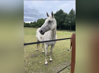 Hannover, Giumenta, 15 Anni, 164 cm, Grigio