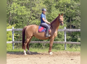 Hannover, Giumenta, 15 Anni, 164 cm, Sauro