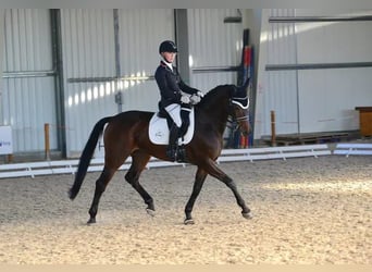 Hannover, Giumenta, 15 Anni, 165 cm, Baio