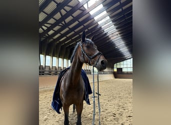 Hannover, Giumenta, 15 Anni, 166 cm, Baio scuro