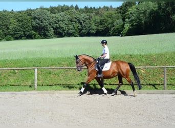 Hannover, Giumenta, 15 Anni, 167 cm, Baio
