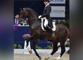 Hannover, Giumenta, 15 Anni, 167 cm, Grigio