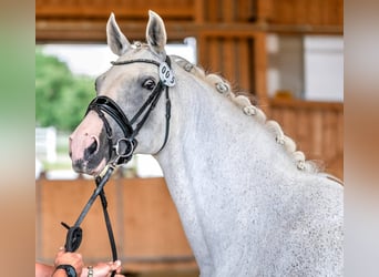 Hannover, Giumenta, 15 Anni, 167 cm, Grigio