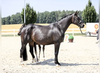 Hannover, Giumenta, 15 Anni, 167 cm, Morello