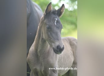 Hannover, Giumenta, 15 Anni, 168 cm, Baio nero