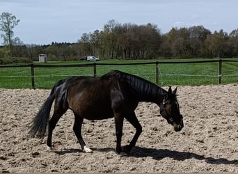 Hannover, Giumenta, 15 Anni, 168 cm, Baio scuro