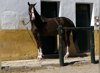 Hannover, Giumenta, 15 Anni, 168 cm, Sauro scuro
