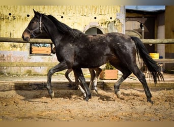 Hannover, Giumenta, 15 Anni, 170 cm, Baio