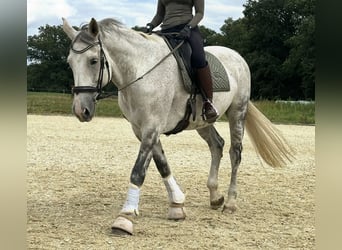 Hannover, Giumenta, 15 Anni, 175 cm, Grigio pezzato