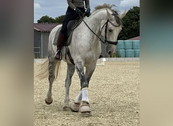 Hannover, Giumenta, 15 Anni, 175 cm, Grigio pezzato