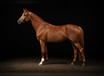 Hannover, Giumenta, 15 Anni, 175 cm, Sauro