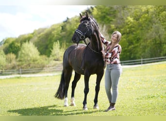 Hannover, Giumenta, 16 Anni, 155 cm, Morello