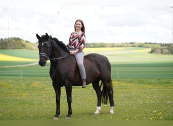 Hannover, Giumenta, 16 Anni, 155 cm, Morello