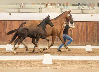 Hannover, Giumenta, 16 Anni, 167 cm, Sauro scuro