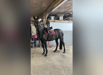 Hannover, Giumenta, 16 Anni, 168 cm, Baio nero