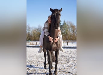 Hannover, Giumenta, 16 Anni, 168 cm, Baio nero
