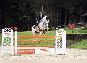 Hannover, Giumenta, 16 Anni, 169 cm, Grigio