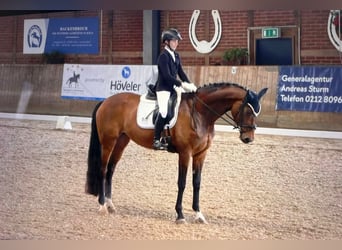 Hannover, Giumenta, 16 Anni, 170 cm, Baio