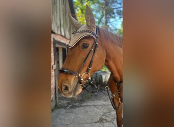 Hannover, Giumenta, 16 Anni, 171 cm, Sauro