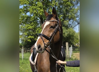 Hannover, Giumenta, 16 Anni, 172 cm, Baio scuro