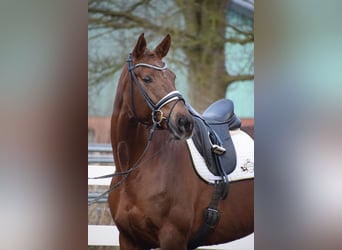 Hannover, Giumenta, 16 Anni, 172 cm, Sauro scuro