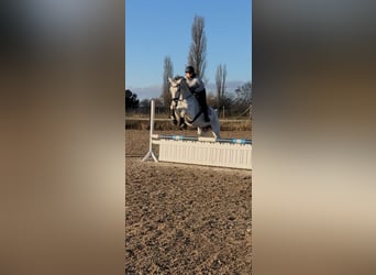 Hannover, Giumenta, 16 Anni, 183 cm, Grigio pezzato