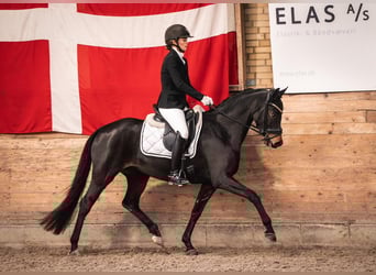 Hannover, Giumenta, 17 Anni, 158 cm, Baio nero