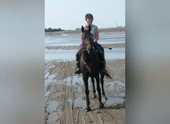 Hannover, Giumenta, 17 Anni, 158 cm, Baio nero