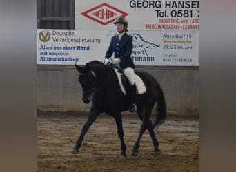 Hannover, Giumenta, 17 Anni, 158 cm, Baio nero