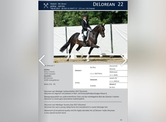 Hannover, Giumenta, 17 Anni, 158 cm, Baio nero
