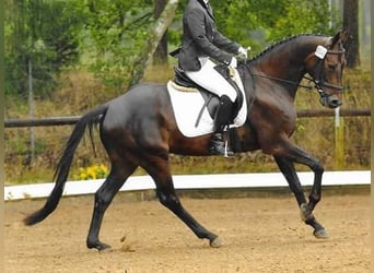 Hannover, Giumenta, 17 Anni, 158 cm, Baio nero