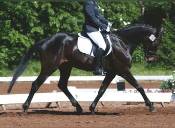Hannover, Giumenta, 17 Anni, 158 cm, Baio nero