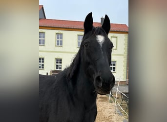Hannover, Giumenta, 17 Anni, 164 cm, Morello