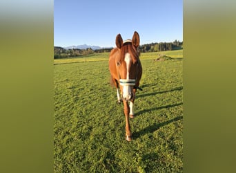 Hannover, Giumenta, 17 Anni, 165 cm, Sauro