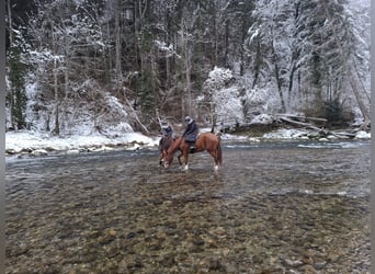 Hannover, Giumenta, 17 Anni, 165 cm, Sauro