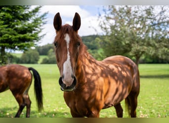 Hannover, Giumenta, 17 Anni, 165 cm, Sauro