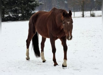 Hannover, Giumenta, 17 Anni, 168 cm, Sauro