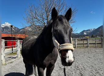 Hannover, Giumenta, 17 Anni, 172 cm, Baio scuro