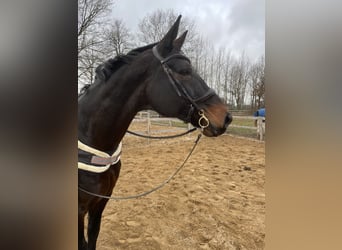 Hannover, Giumenta, 17 Anni, 172 cm, Baio scuro