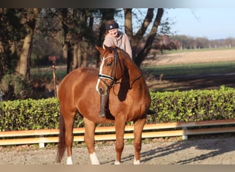 Hannover, Giumenta, 17 Anni, 173 cm, Sauro