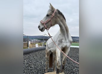 Hannover, Giumenta, 18 Anni, 160 cm, Grigio trotinato