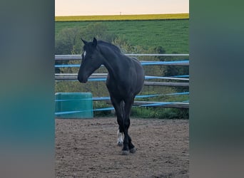 Hannover, Giumenta, 1 Anno, 164 cm, Baio scuro