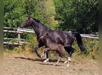 Hannover, Giumenta, 1 Anno, 164 cm, Baio scuro