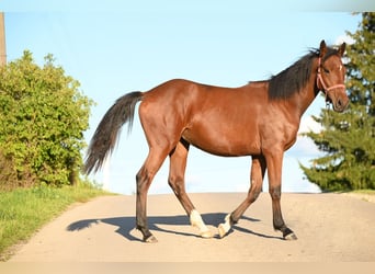 Hannover Mix, Giumenta, 1 Anno, 165 cm, Baio