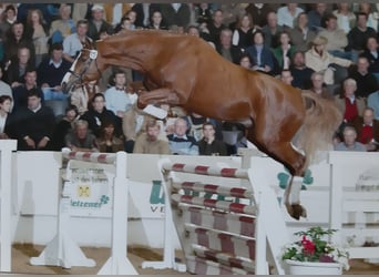 Hannover, Giumenta, 1 Anno, 168 cm, Grigio ferro