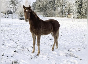 Hannover, Giumenta, 1 Anno, 170 cm, Sauro