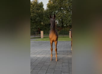 Hannover, Giumenta, 1 Anno, 170 cm, Sauro scuro