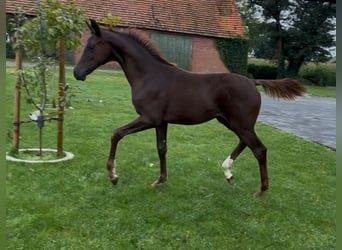 Hannover, Giumenta, 1 Anno, 170 cm, Sauro scuro