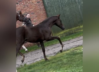 Hannover, Giumenta, 1 Anno, 170 cm, Sauro scuro